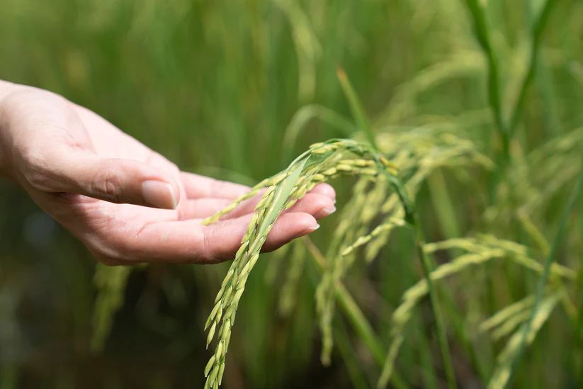 Is Rice Climate’s Next Petrol? Sustainability at Loc Troi Vietnam