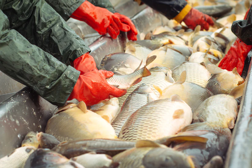 ACE in Singapore: Floating fish farm for food security and sustainability