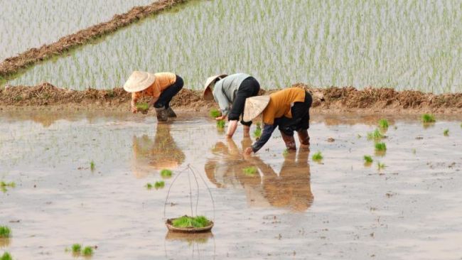 Transforming Rice Farming to Combat Climate Change