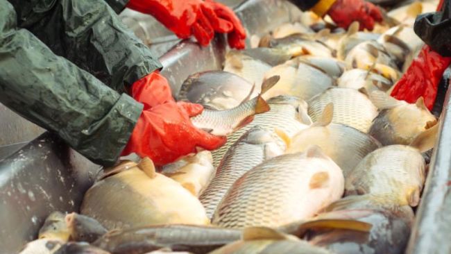 From eggs to plate: Eco-Ark keeps alive the dream of sustainable fish farming